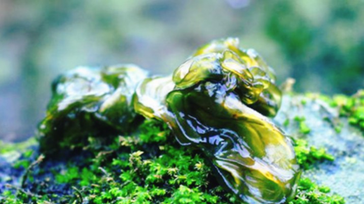 享游渭河源丨舌尖上的渭河源，野菜飄香的春日盛宴