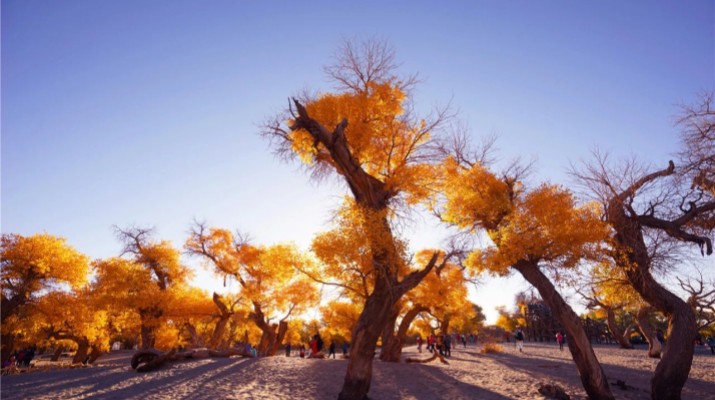 踏歌而行，文旅融合綻芳華——甘肅文旅產(chǎn)業(yè)集團(tuán)六年發(fā)展紀(jì)實(shí)
